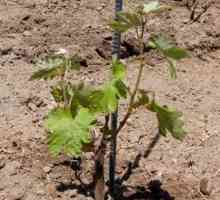 Як розмножувати виноград: живцями і відводками