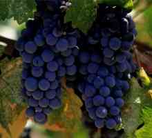 Як розводити виноград живцями