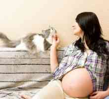 Як реагують кішки на вагітність господині і поява малюка