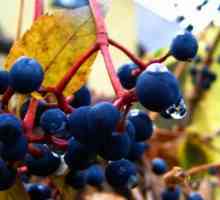 Як садити дикий виноград
