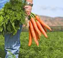 Як садити морква