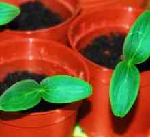 Як садити насіння в горщики