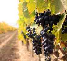 Як садити виноград