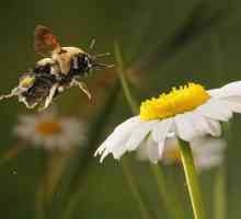 Як зробити літаючу бджолу з магніту