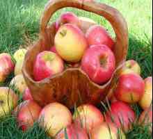 Як збирати яблука