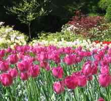 Як зберегти цибулини тюльпанів до весни