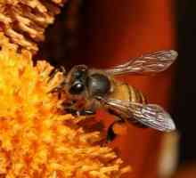 Як врятуватися від бджіл