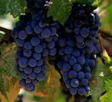 Як зварити виноградне варення
