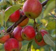 Як зібрати врожай з яблунь швидко