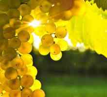 Як доглядати за виноградом восени