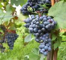 Як доглядати за виноградом в середній смузі
