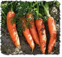 Як вибрати насіння моркви