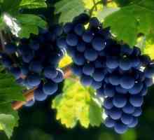 Як вибрати сорт винограду для вирощування