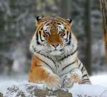 Як виглядає уссурійський тигр