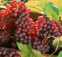 Як вирощувати амурський виноград