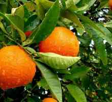 Як вирощувати апельсини