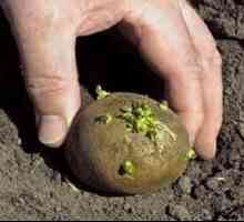 Як вирощувати картоплю на дачі