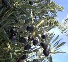 Як вирощувати оливки