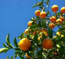 Як виростити апельсин