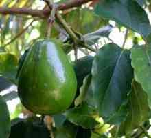 Як виростити авокадо з кісточки