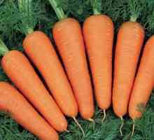 Як виростити хороший урожай моркви