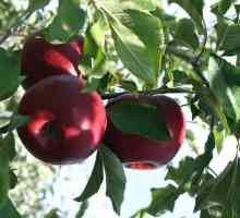 Як виростити яблуко