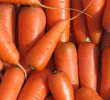 Як виростити велику моркву
