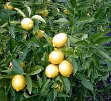 Як виростити лимон вдома