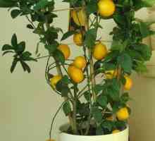 Як виростити лимон з насіння