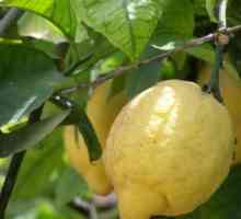 Як виростити домашній лимон