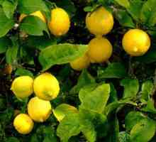 Як виростити лимон