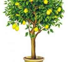Як виростити лимонне дерево