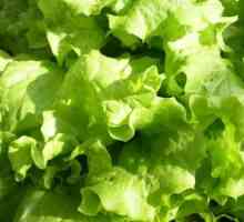 Як виростити листя салату
