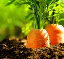 Як виростити моркву з насіння
