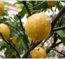 Як виростити плодоносний лимон