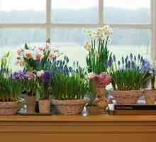 Як виростити весняні квіти в домашніх умовах