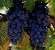 Як виростити виноград на дачі