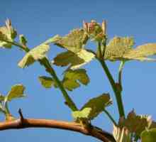 Як виростити виноград в підмосков`ї