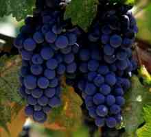 Як виростити виноград в сибіру