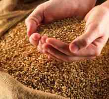Як виростити зерно