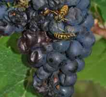 Як захистити виноград від ос: найефективніші методи