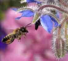 Як захиститися від бджіл