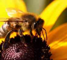 Як живуть бджоли