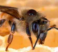 Як зимують бджоли