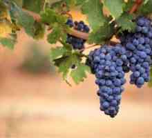 Яка користь від винограду