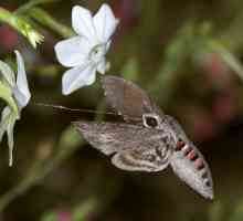 Які метелики ведуть нічний спосіб життя
