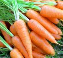 Які бувають сорти моркви