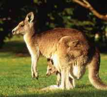Які бувають тварини в австралії