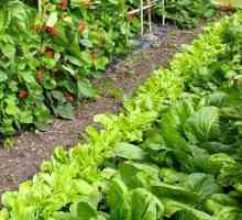Які овочі можна садити поруч