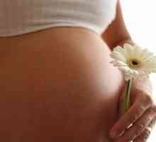 Які протипоказання для приймання настою ромашки при вагітності